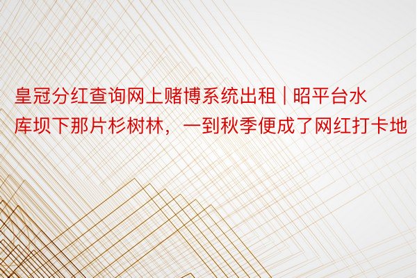 皇冠分红查询网上赌博系统出租 | 昭平台水库坝下那片杉树林，一到秋季便成了网红打卡地